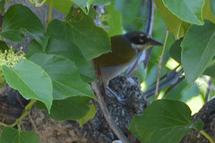 Phaenicophilus poliocephalus