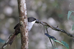 Calyptophilus tertius