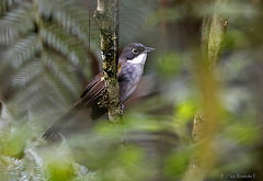 Calyptophilus frugivorus