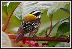 Spindalis dominicensis