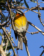 Spindalis portoricensis