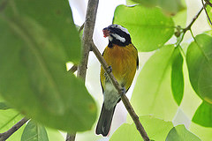 Spindalis nigricephala