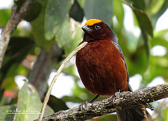 Catamblyrhynchus diadema