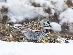 Rhynchophanes mccownii