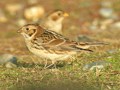 Calcarius lapponicus