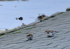 Plectrophenax nivalis