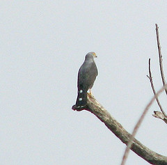 Accipiter toussenelii