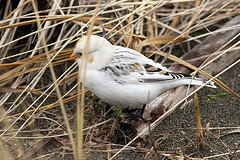 Plectrophenax hyperboreus