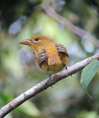 Piranga rubra