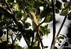 Piranga roseogularis