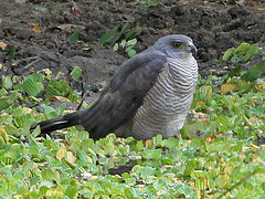 Accipiter tachiro