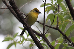 Piranga erythrocephala