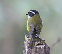 Chlorothraupis carmioli