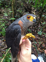 Accipiter castanilius