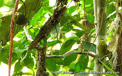 Chlorothraupis olivacea