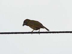 Chlorothraupis stolzmanni