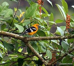 Pheucticus chrysopeplus