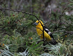 Pheucticus chrysogaster