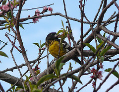 Pheucticus aureoventris