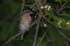 Pheucticus ludovicianus