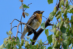 Pheucticus melanocephalus