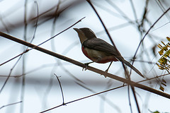 Granatellus venustus