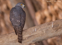 Accipiter badius