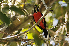 Granatellus pelzelni