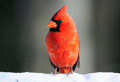 Cardinalis cardinalis