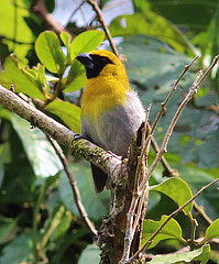 Caryothraustes poliogaster