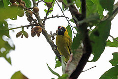 Caryothraustes canadensis