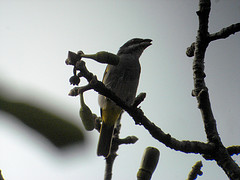 Parkerthraustes humeralis