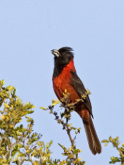 Rhodothraupis celaeno