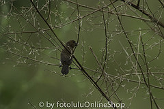 Amaurospiza concolor