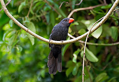 Saltator fuliginosus