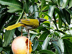 Saltator atriceps