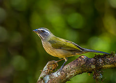 Saltator similis