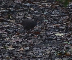 Crypturellus cinereus