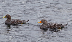 Tachyeres patachonicus