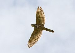 Accipiter brevipes