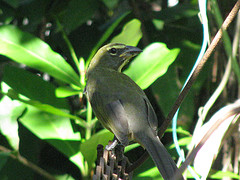 Saltator coerulescens
