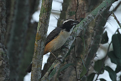 Saltator orenocensis