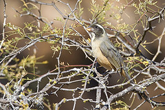 Saltator aurantiirostris