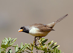 Saltator atricollis