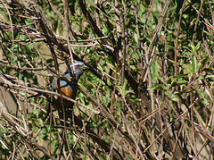 Saltator rufiventris