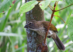 Saltator striatipectus