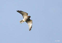 Accipiter soloensis