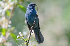 Cyanoloxia glaucocaerulea