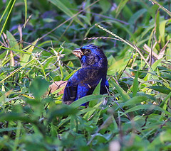 Cyanocompsa parellina