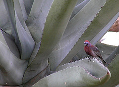 Passerina versicolor